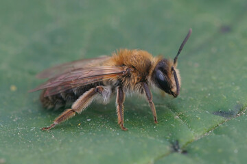 Closeup on a brown hairy female Closeup shot Mellow miner mining bee, Andrena mitis, sitting on a green leaf