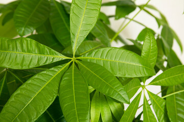 A Money Tree plant Pachira Aquatica green leaves close up
