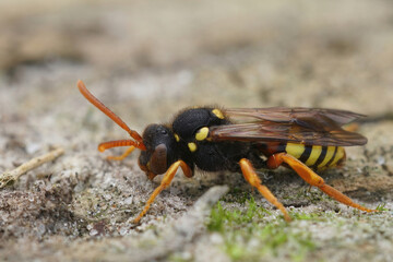 Closeup on a female Painted nomad bee, Nomada fucata sitting on a piece of wood