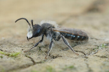 Closeup of a male red-bellied miner mining bee, Andrena ventralis, sitting on wood