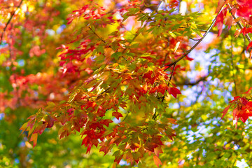 児童公園のもみじ