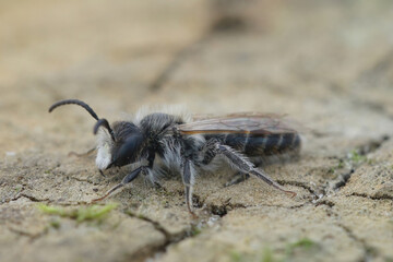 Closeup of a male red-bellied miner mining bee, Andrena ventralis, sitting on wood