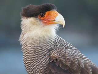 bird of prey
Southern crested Caracara portrait