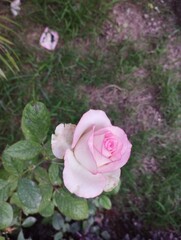 pink roses in a garden