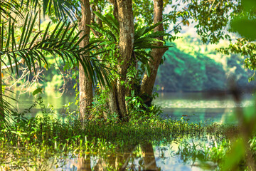Natural background, high angle from the high mountains that can see the scenery around, the wind blows through the cool, blurred of traveling, the integrity of the moist forest.