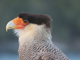close up of a pheasant
Southern crested Caracara portrait