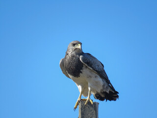 Black-chested Buzzard-eagle