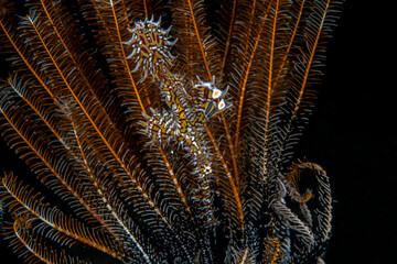 Ornate Ghostpipefish - Solenostomus paradoxus lives beside a sea lily (crinoid). Underwater macro world of Tulamben, Bali, Indonesia.