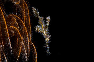 Ornate Ghostpipefish - Solenostomus paradoxus lives beside a sea lily (crinoid). Underwater macro world of Tulamben, Bali, Indonesia.