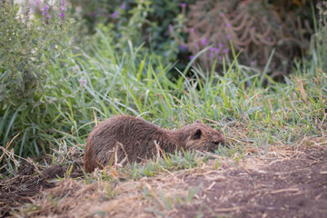 Nutria on the banks of a stream of clean water against a cloudy sky, in Agmon Hachula Nature...