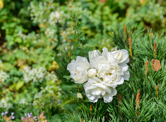 Obraz na płótnie Canvas Blossoming white rose growing through a pine tree