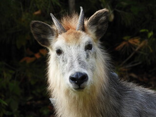 二ホンカモシカ