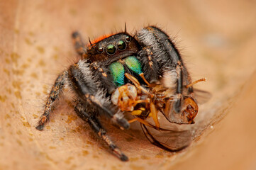 Jumping spider  on wood in tropical  forest 