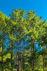 Trunks of tall trees in a beech forest on a summer morning