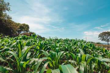 Cultivated Field Landscape at Sunset.
