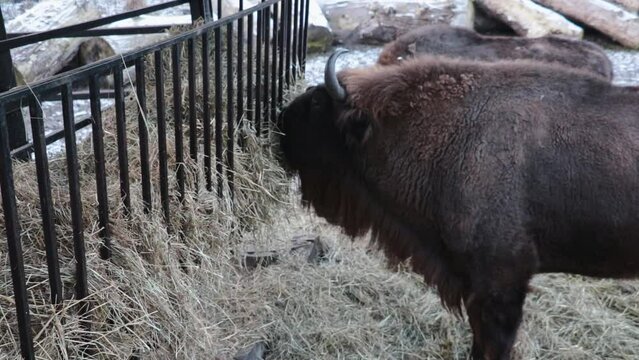 Bison eat hay in the forest in winter