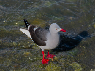 Dolphin gull