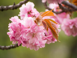 pink flowers blossoming on tree branch in spring time
