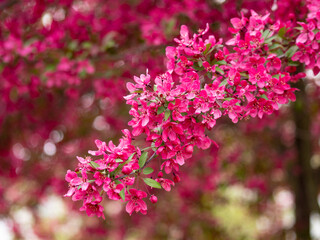 pink flowers blossoming on tree branch in spring time