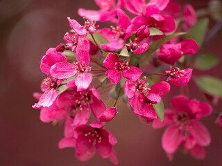 pink flowers blossoming on tree branch in spring time