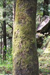 tree in the forest in the Dharamshala himachal pradesh , India