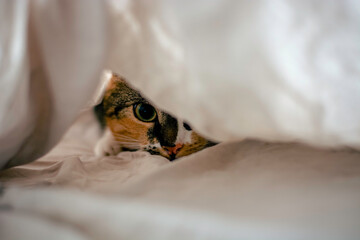 Cute playful cat hiding under the sheets and staring at the camera