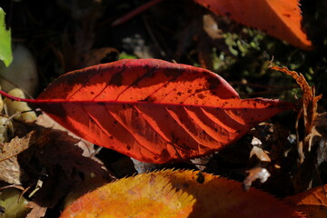 Autumn red leaf  lying on the ground close up