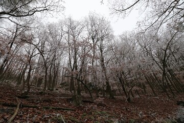 Frost covered trees in the woodlands