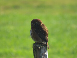 Austral Pygmy-owl
