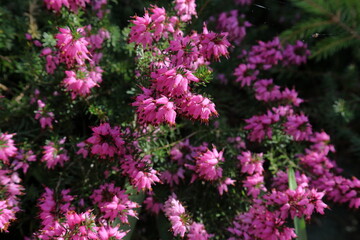 Blooming pink heather in spring closeup
