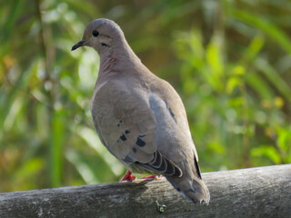Eared dove