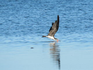 Black skimmer