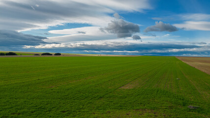 Photograph of agricultural field in green colors. Autumn time. countryside landscape