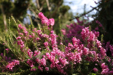 Spring Heather blooming pink closeup