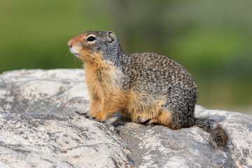 Columbian Ground Squirrel