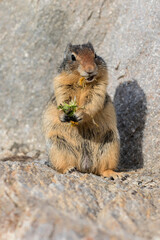 Columbian Ground Squirrel