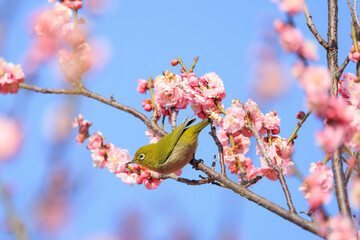 梅の花とメジロ