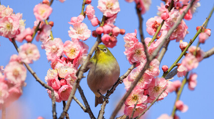 梅の花とメジロ