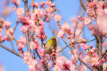 梅の花とメジロ