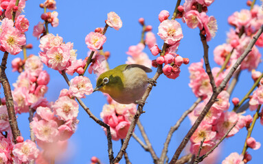 梅の花とメジロ