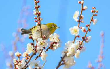 梅の花とメジロ
