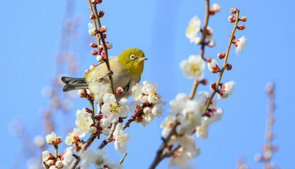 梅の花とメジロ