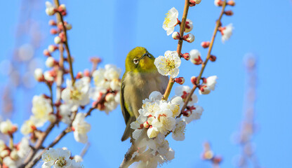梅の花とメジロ