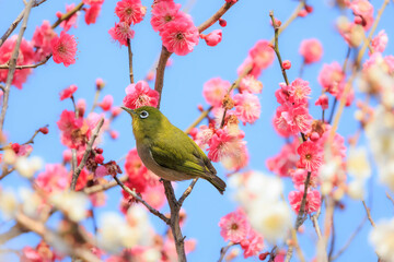 梅の花とメジロ