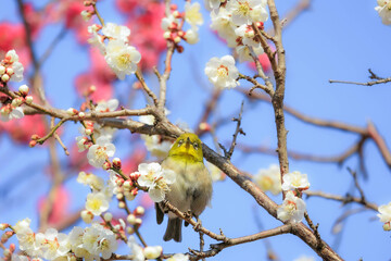 梅の花とメジロ