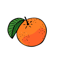 Round ripe grapefruit with one green leaf. Half a citrus in section. Lettering word grapefruit