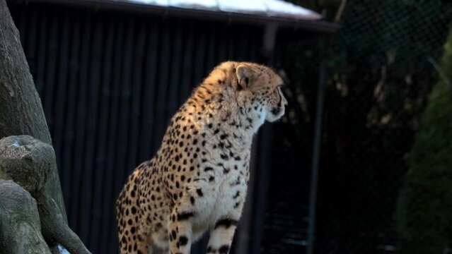 Close-up on a wild cat - a cheetah. The cheetah carefully looks around, looking out for prey