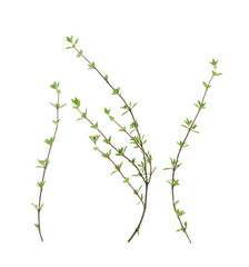Thyme sprigs isolated on white background. Spicy herbs for cooking.      