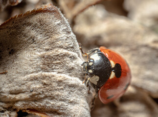 ladybird on a leaf