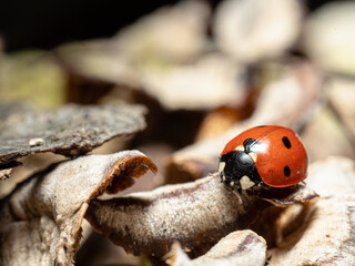 ladybird on a leaf